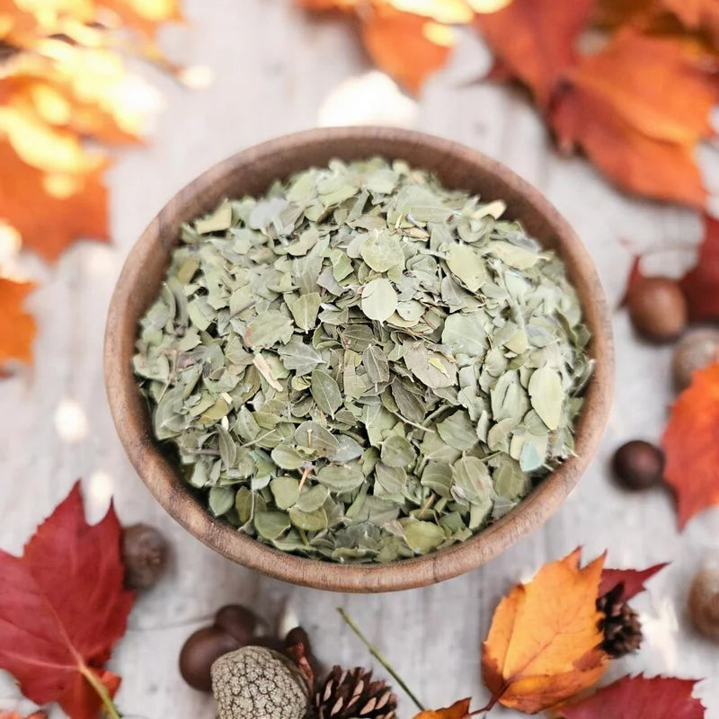Sidr · Feuilles de Jujubier